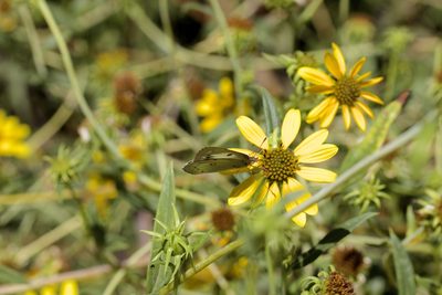 Helianthus californicus, photographed by John Hibbard