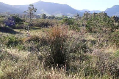 Thamnochortus insignis, photographed by Tony Rebelo