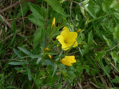 Linum campanulatum, photographed by Yves Bas