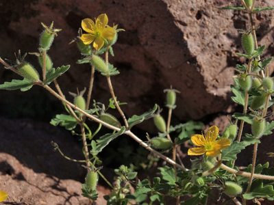 Mentzelia adhaerens, photographed by Jim Morefield