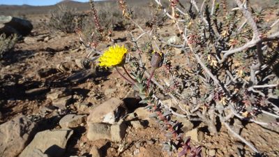Euryops lateriflorus, photographed by Paul Emms