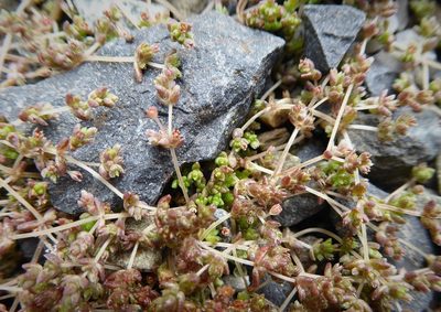 Crassula mataikona, photographed by Aalbert Rebergen
