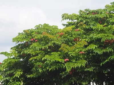 Leea guineensis, photographed by 葉子