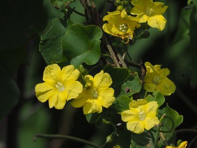Merremia gemella, photographed by 葉子
