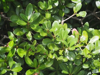 Rhaphiolepis umbellata, photographed by 葉子