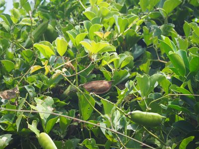Canavalia lineata, photographed by 葉子