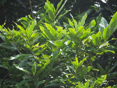 Diospyros blancoi, photographed by 葉子