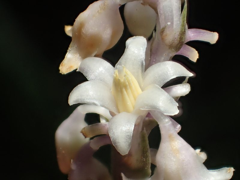 Ophiopogon reversus, photographed by 葉子