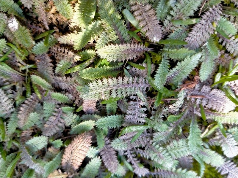 Leptinella serrulata, photographed by John Barkla