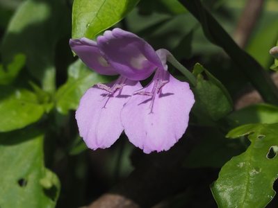 Dicliptera tinctoria, photographed by 葉子
