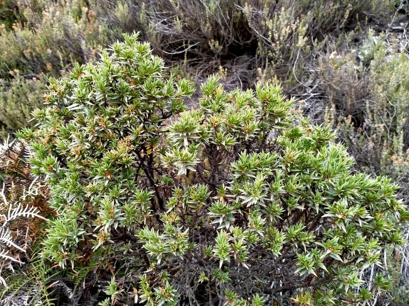 Pimelea aridula, photographed by John Barkla