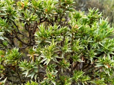 Pimelea aridula, photographed by John Barkla