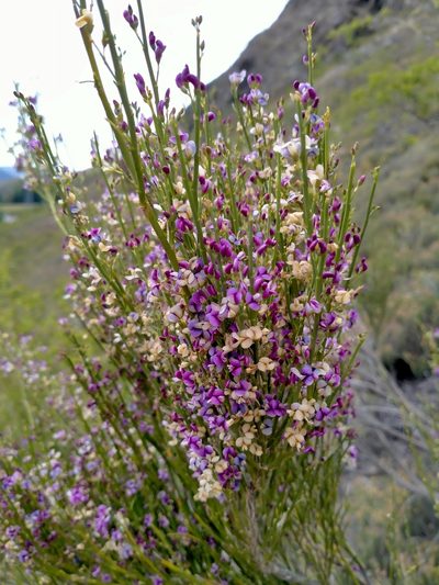 Carmichaelia compacta, photographed by John Barkla