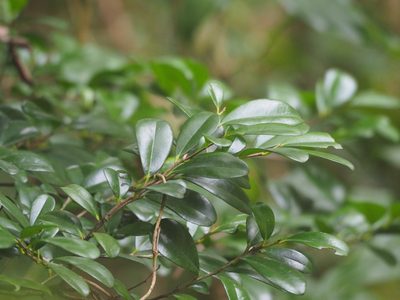 Diospyros ferrea, photographed by 葉子