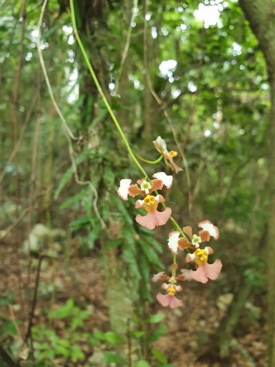 Tolumnia guianensis, photographed by Yolanda M. Leon