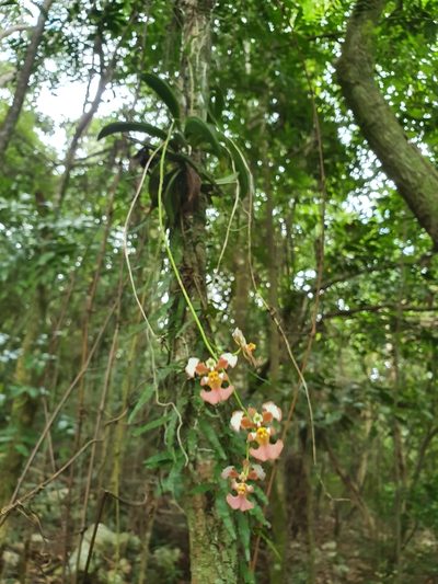Tolumnia guianensis, photographed by Yolanda M. Leon