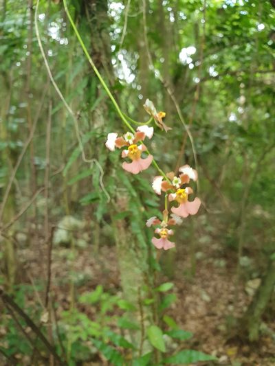 Tolumnia guianensis, photographed by Yolanda M. Leon