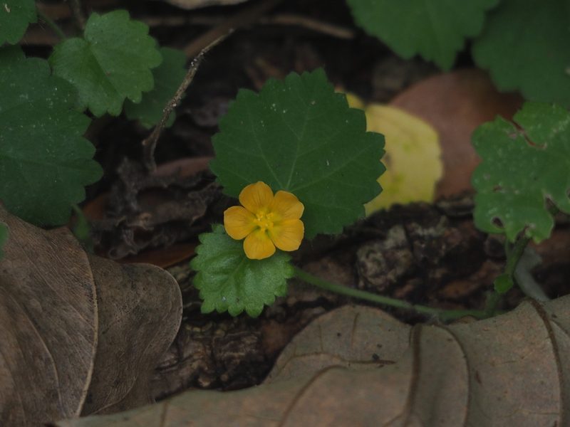 Sida javensis, photographed by 葉子