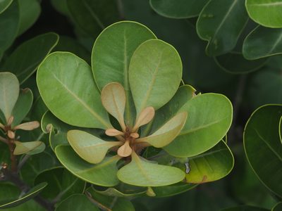 Planchonella obovata, photographed by 葉子