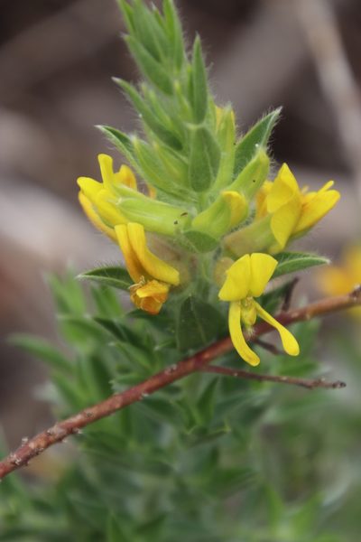 Xiphotheca reflexa, photographed by Tony Rebelo
