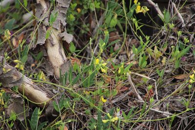 Rhynchosia capensis, photographed by Tony Rebelo