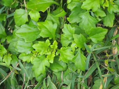 Gynura formosana, photographed by 葉子