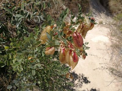 Colutea cilicica, photographed by bemma