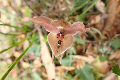 Chiloglottis gunnii, photographed by corunastylis