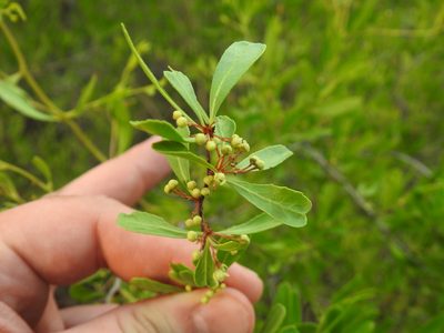 Gymnosporia tenuispina, photographed by Matthew Fainman