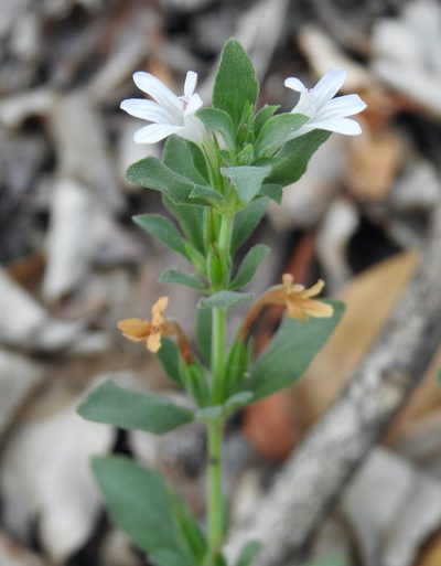 Dyschoriste costata, photographed by Matthew Fainman