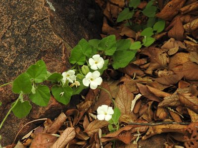 Thunbergia neglecta, photographed by Matthew Fainman