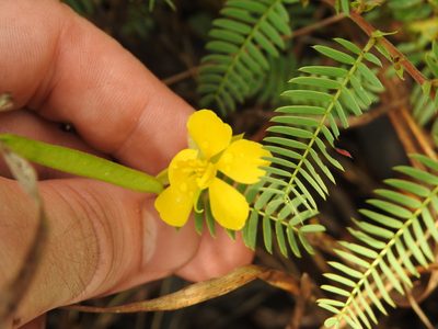 Chamaecrista comosa, photographed by Matthew Fainman