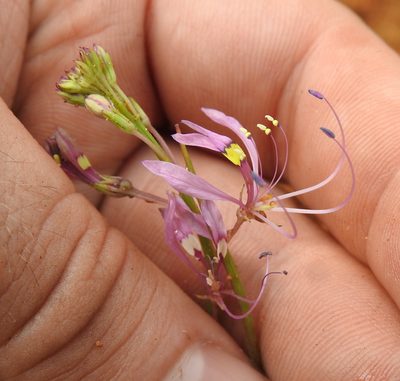 Cleome maculata, photographed by Matthew Fainman