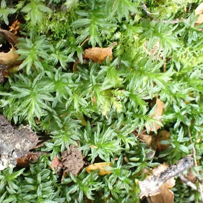 Atrichum androgynum, photographed by corunastylis