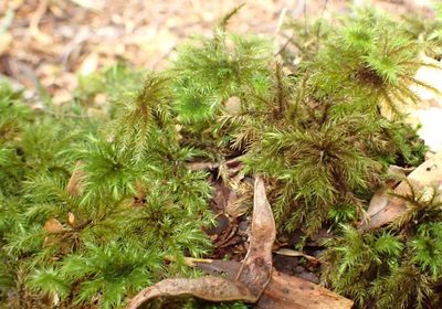 Mniodendron comosum, photographed by corunastylis