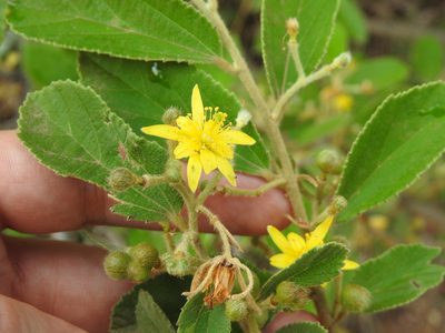Grewia bicolor, photographed by Matthew Fainman