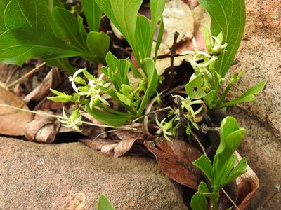 Pygmaeothamnus zeyheri, photographed by Matthew Fainman