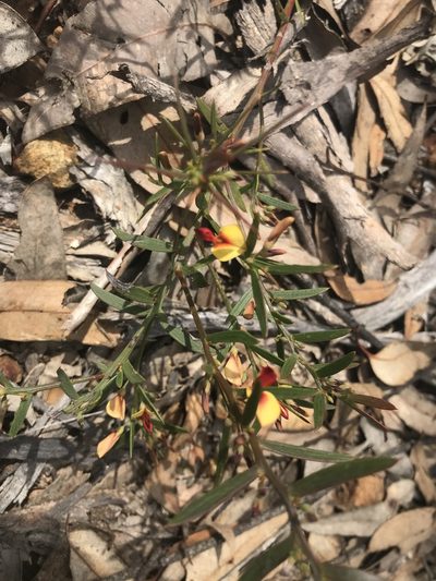 Daviesia angulata, photographed by Ann Bentley