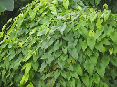 Dioscorea alata, photographed by 葉子