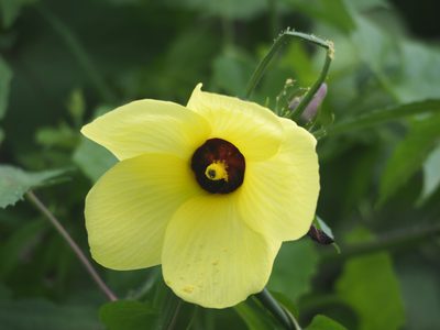 Abelmoschus moschatus, photographed by 葉子