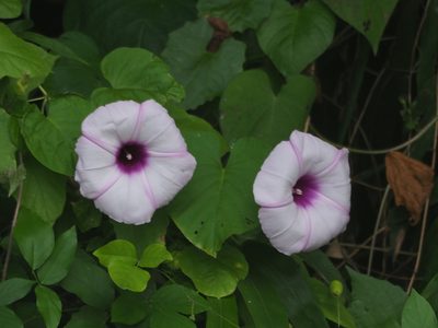 Stictocardia tiliifolia, photographed by 葉子