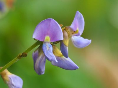 Pachyrhizus erosus, photographed by 葉子