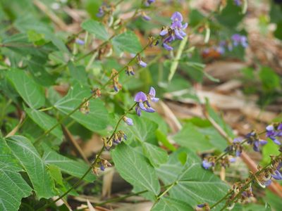Pachyrhizus erosus, photographed by 葉子