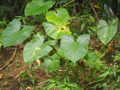 Xanthosoma sagittifolium, photographed by 葉子