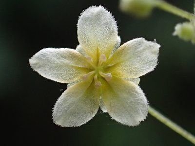 Neoalsomitra clavigera, photographed by 葉子