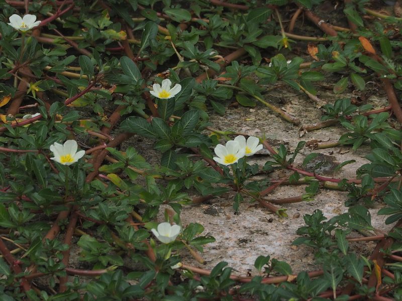 Ludwigia adscendens, photographed by 葉子