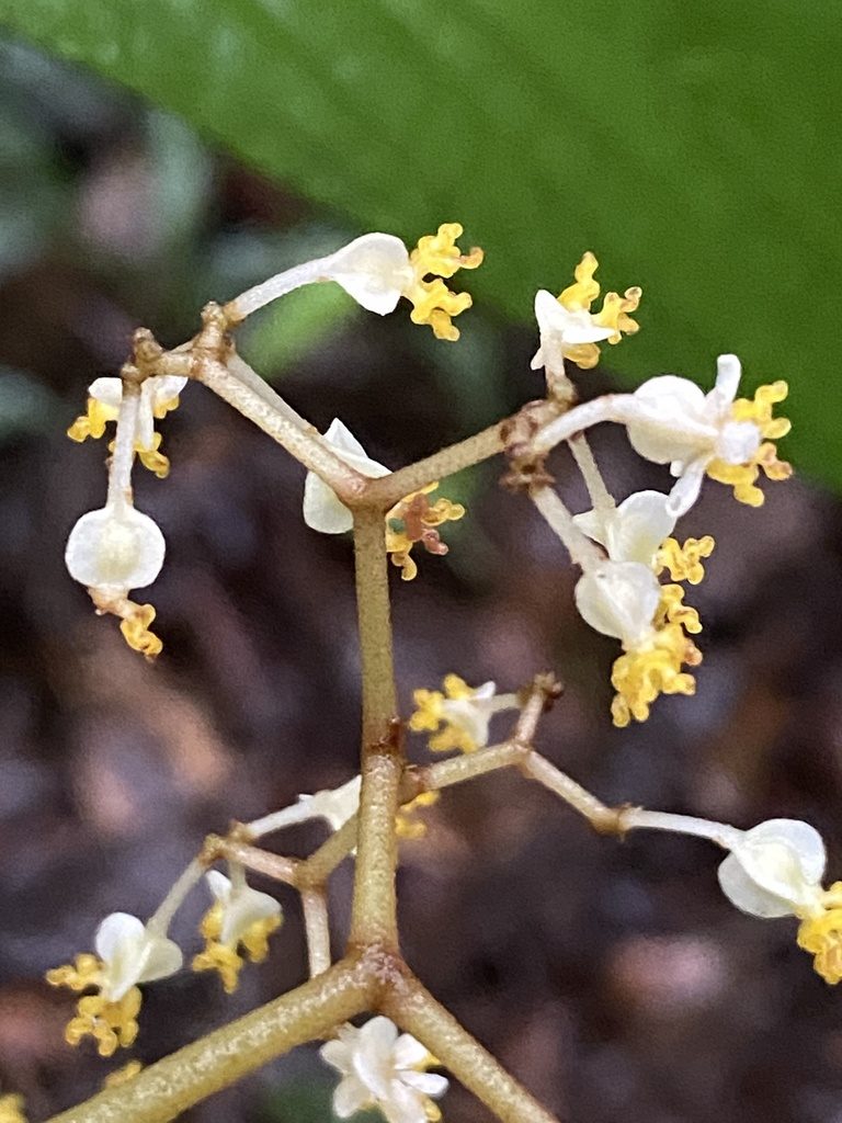 Begonia arborescens, photographed by Jean-Paul Boerekamps