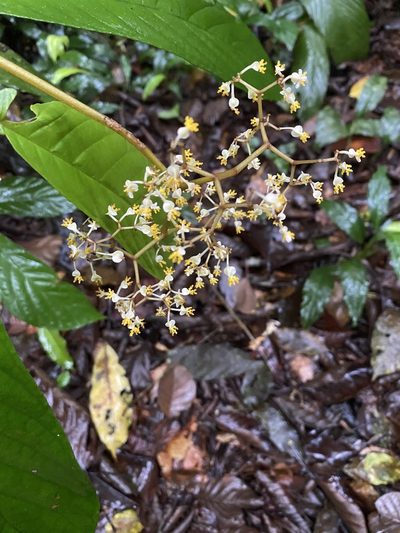 Begonia arborescens, photographed by Jean-Paul Boerekamps
