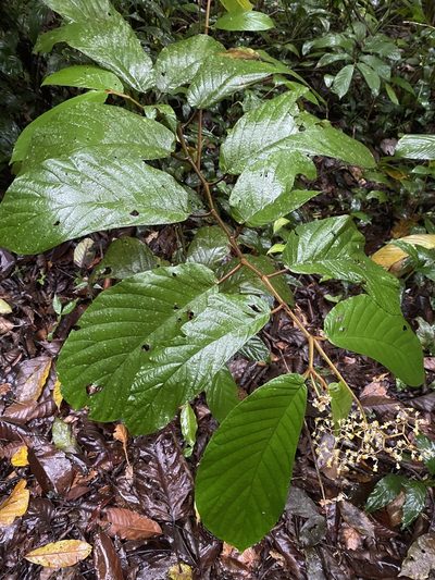 Begonia arborescens, photographed by Jean-Paul Boerekamps