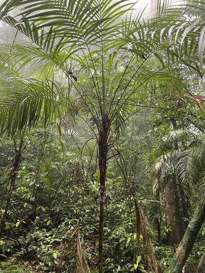 Geonoma schottiana, photographed by Jean-Paul Boerekamps